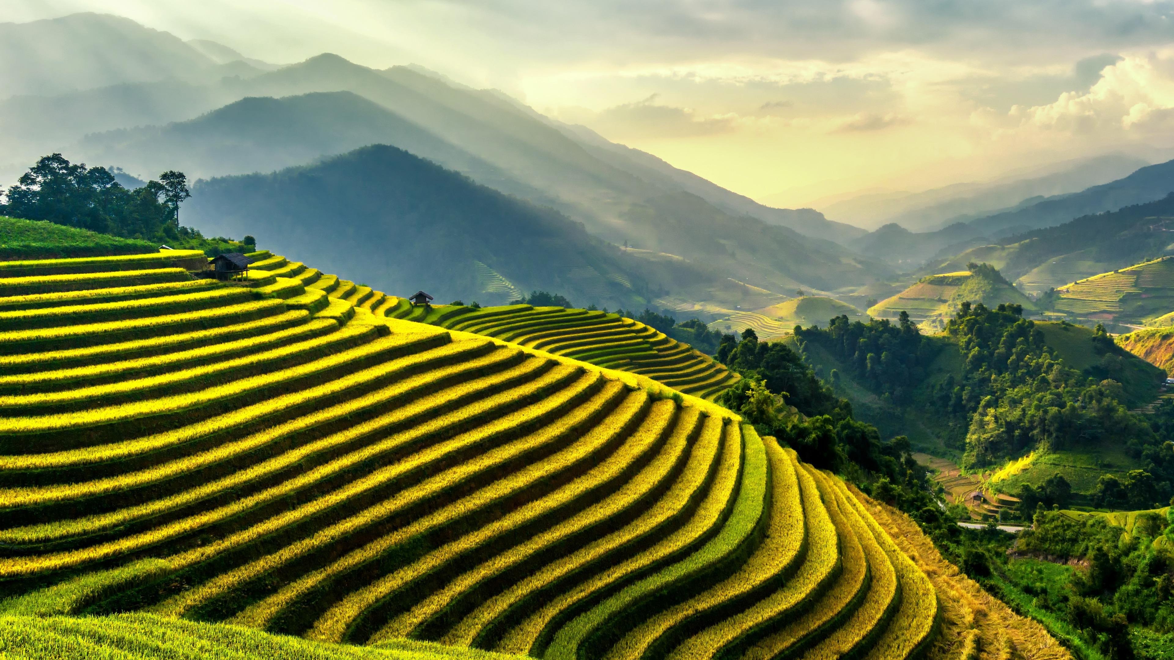 Rice Terraces